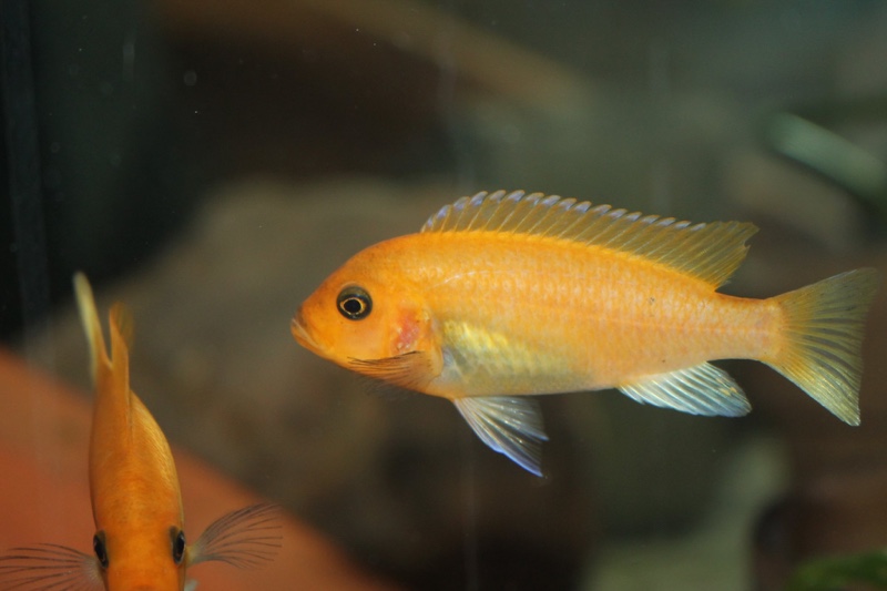 Maylandia estherae 'Minos Reef'